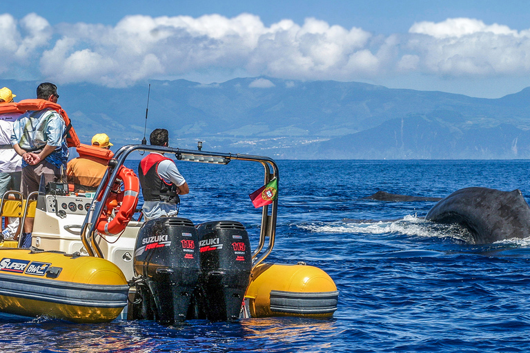 Azores Whale Watching Expedition and Islet Boat Tour