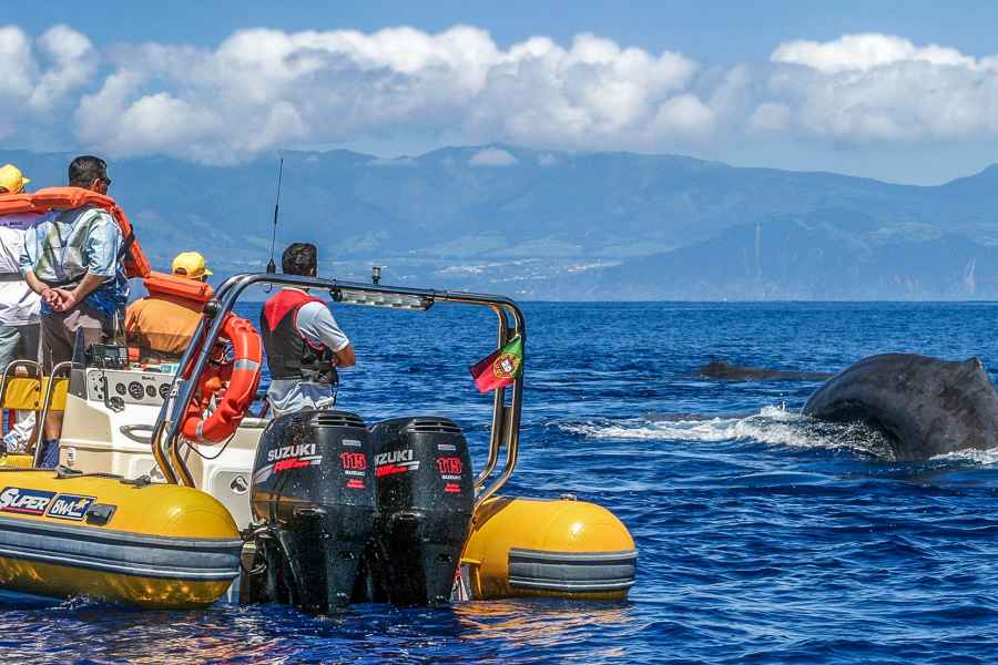São Miguel: Azoren-Walbeobachtung und Insel-Bootsfahrt