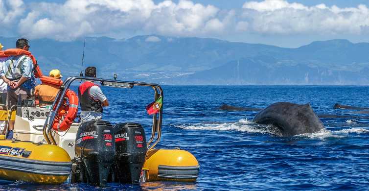 Αζόρες: Παρατήρηση φαλαινών και περιήγηση με σκάφος σε νησίδες
