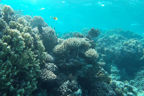 Hurghada: All-Inclusive Elite VIP Dolphin House & Massage Including Transfer from Hurghada