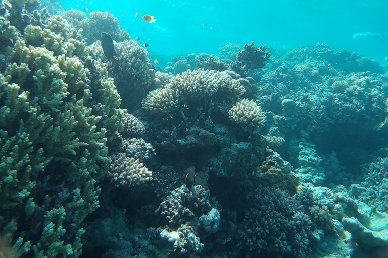 Hurghada: All-Inclusive Elite VIP Dolphin House & Massage Including Transfer from Hurghada