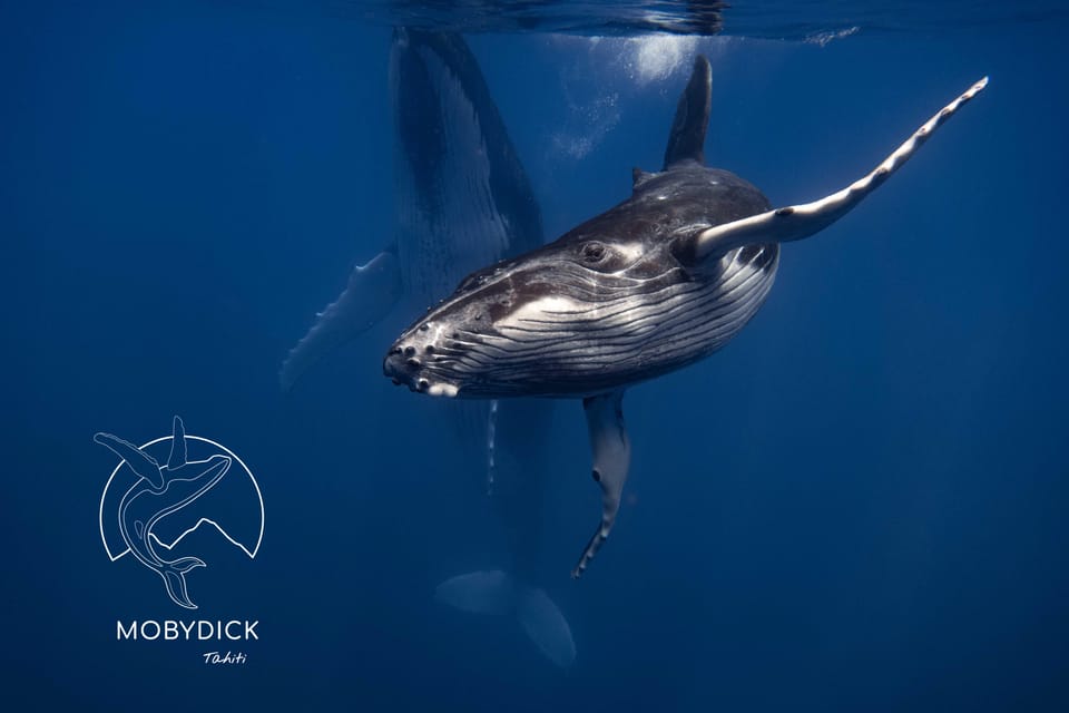 Sortie baleine et faune marine à Tahiti (bateau privé)