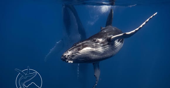 Whale and marine life outing in Tahiti (private boat)