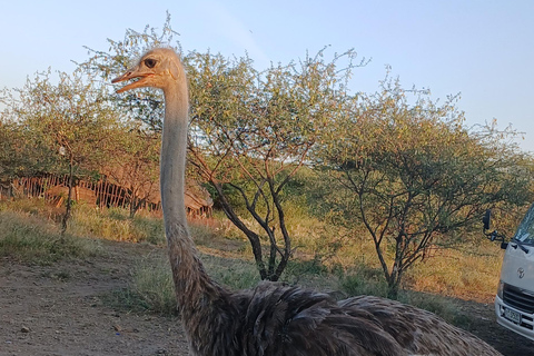 "Doświadczenie safari w Parku Narodowym Awash"