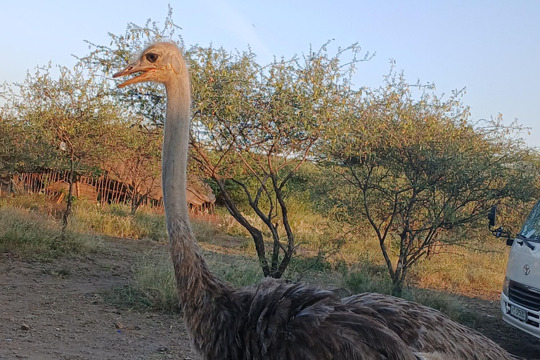 "Doświadczenie safari w Parku Narodowym Awash"