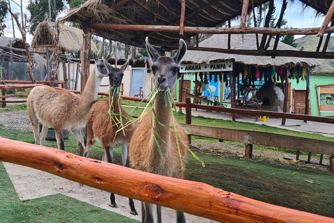 Cusco: Tour to the Alpaca and Llama Farm with weaving tour Cusco: Tour to the Alpaca and Llama Farm and weaving tour
