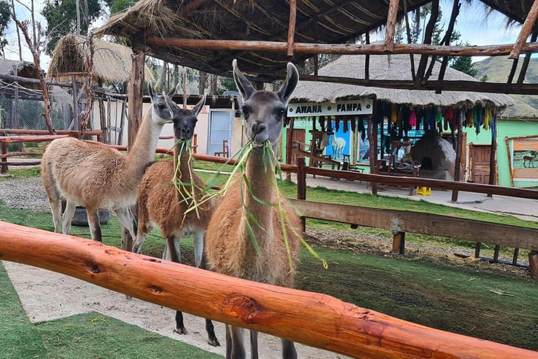 Cusco: Tour to the Alpaca and Llama Farm with weaving tour Cusco: Tour to the Alpaca and Llama Farm and weaving tour