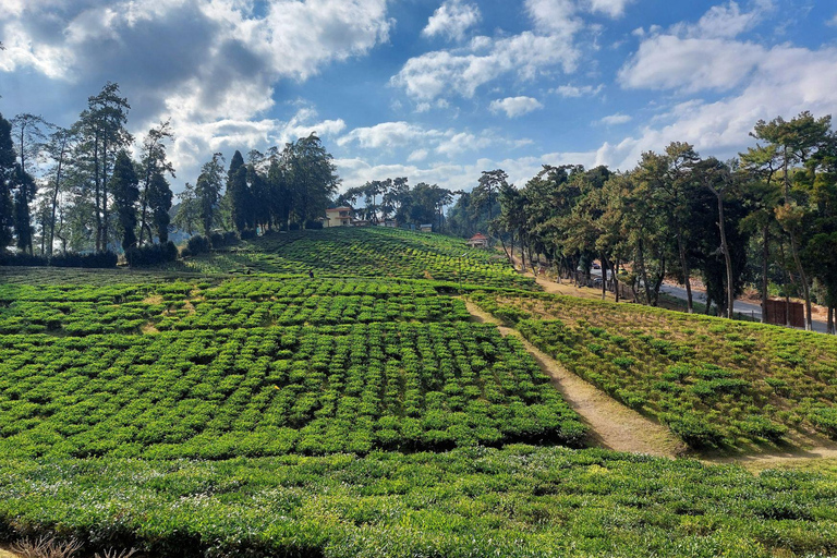 Trilhas Verdes de Shillong: Experiência de caminhada guiada com guia localTrilhas verdes de Shillong: experiência de trekking guiada com guia local