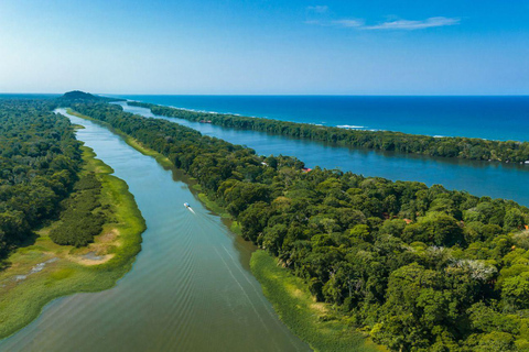 From San José: Tortuguero National Park Day Trip & Boat Tour