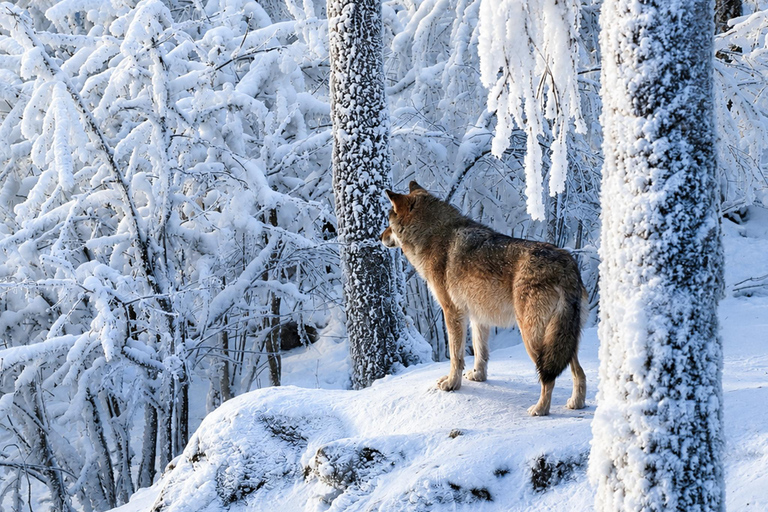 Rovaniemi: Ranua Wildlife Park, Polar Bears & Arctic Animals ⭐ Ranua Highlights | 4h | Polar Bears | Most Popular