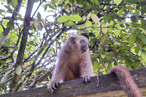 Iquitos: Heldag | Besök på Monkey Island (Officiell)