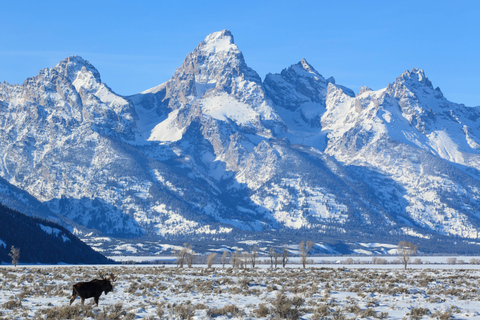 From Jackson Hole: Half-Day Grand Teton Winter Wildlife Tour
