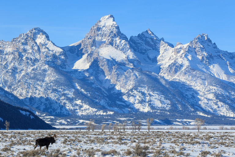 From Jackson Hole: Half-Day Grand Teton Winter Wildlife Tour