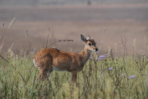 From São Paulo: 5-Day Serra da Canastra Wildlife Safari