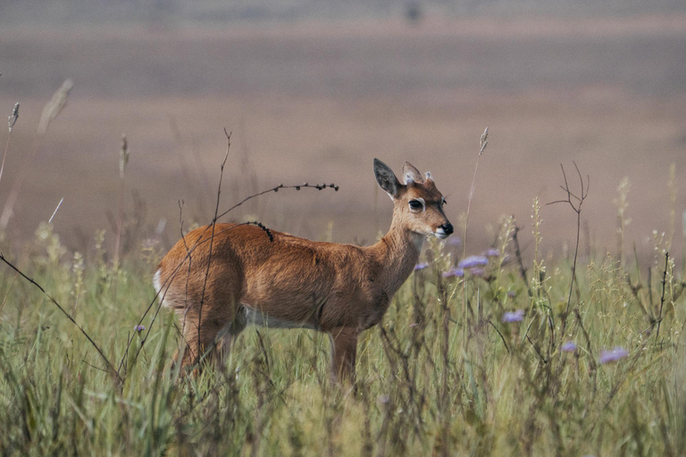 From São Paulo: 5-Day Serra da Canastra Wildlife Safari
