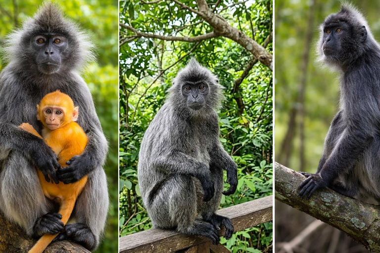 From Kuala Lumpur: Private Fireflies, Monkeys & Seafood Tour Kuala Lumpur: Kuala Selangor Fireflies & Dinner Tour