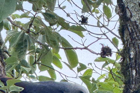 Birdwatching Tour At Poço Preto Trail