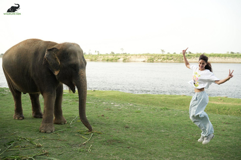 Wycieczka tego samego dnia do Taj Mahal z SOS Elephant Sanctuary