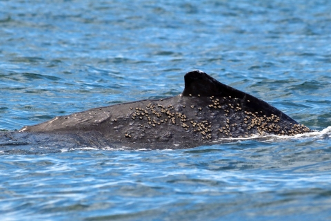 Cali: Avistamiento de Ballenas en la Costa Pacífica Colombiana