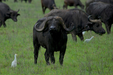 5-DNIOWE BUDŻETOWE SAFARI NA KEMPINGU