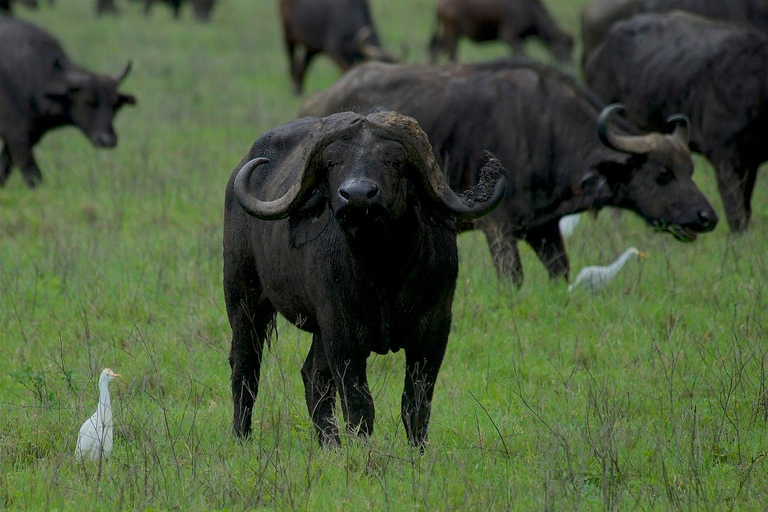 SAFARI DE ACAMPADA ECONÓMICO DE 5 DÍAS