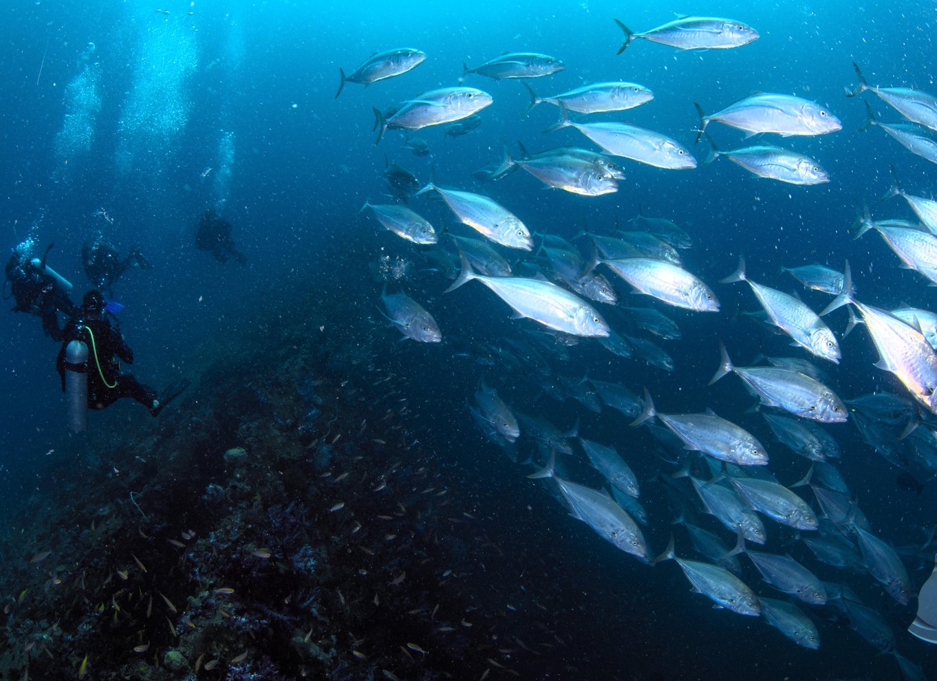 Townsville eller Magnetic Island: Dagstur til Yongala Wreck Dive