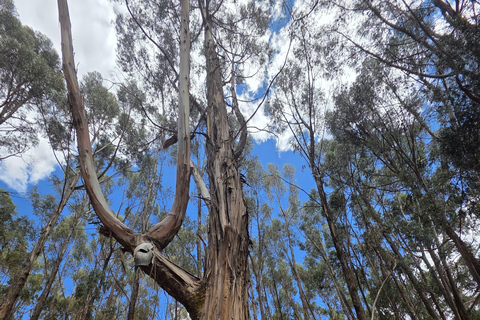 Itinéraire andin : danses, culture et points de vue de CuzcoRoute andine : danses, culture et points de vue de Cuzco