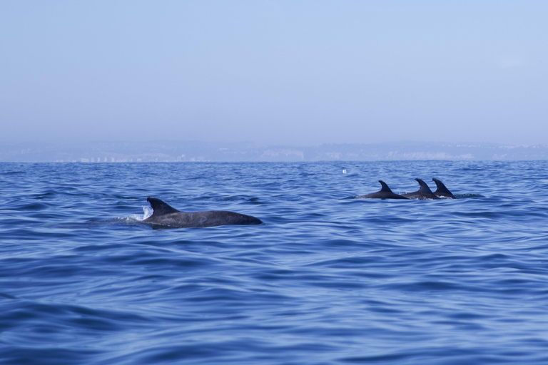 Lisbon: Dolphin Watching Boat Tour