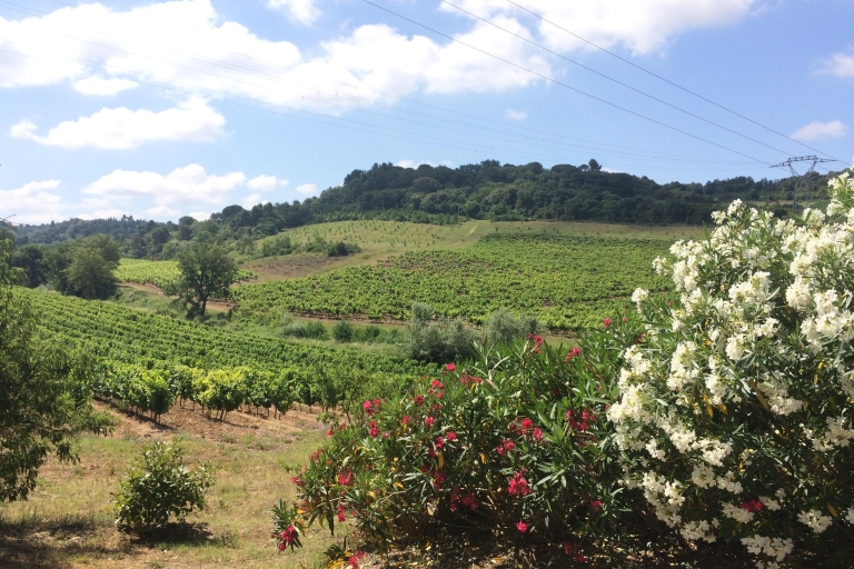 Visite des vignobles du Pays Cathare