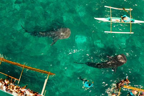 Dumaguete: Oslob Whale Watching Tour with the ruins sidetrip Pick-up outside Dumaguete only