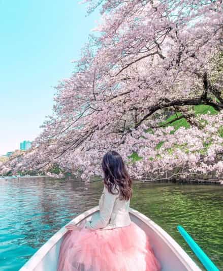 Tokyo: Cherry Blossom Highlights Tour with Guide