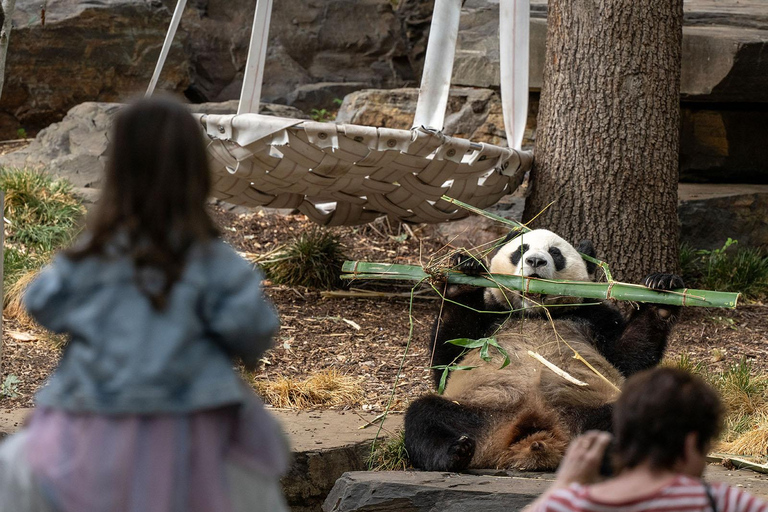 Tour Panda &amp; Friends e una giornata allo zoo di Adelaide