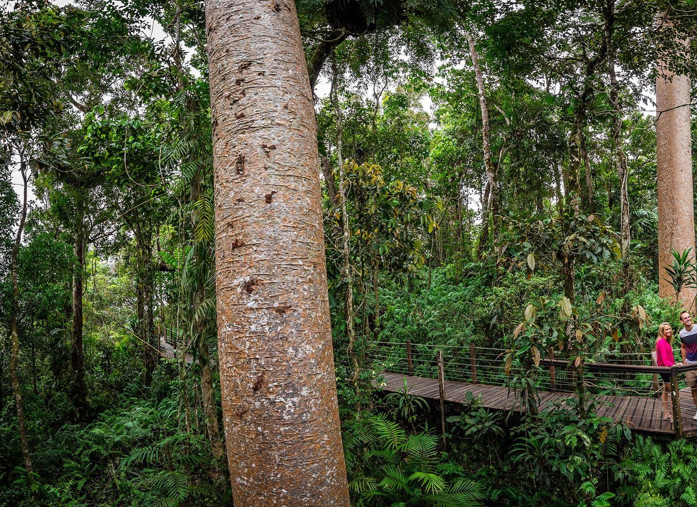 Fra Cairns: Selvguidet Kuranda-tur med tog og Skyrail