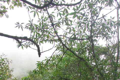 Pululahua Volcano Sightseeing Tour