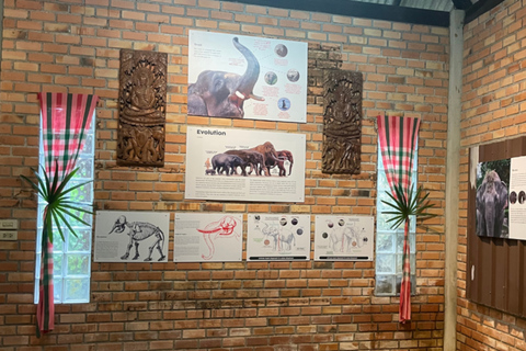 Khao Lak: Halve dag olifantensafari met maaltijd en vervoer van het hotel