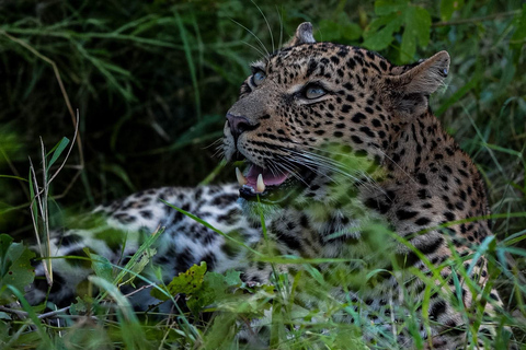 From Maputo: Kruger Safari and Island Escape 4-Day Tour