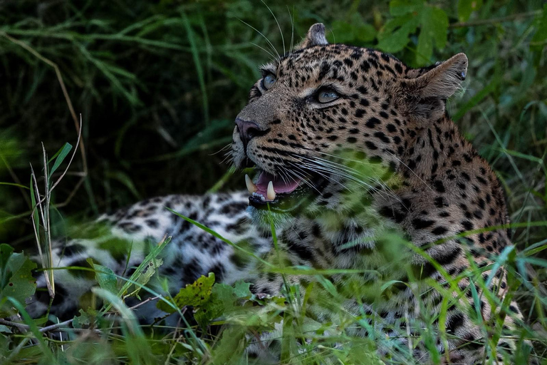 From Maputo to the Wild: Half-Day Kruger Safari