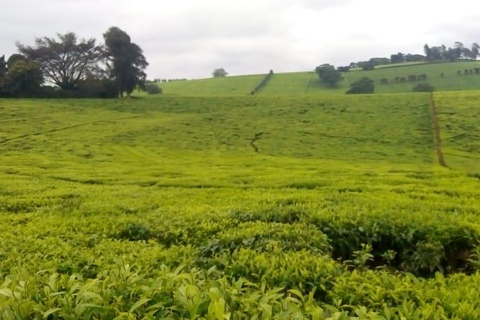 Excursão a uma fazenda de chá saindo de Nairóbi (Kiambethu)