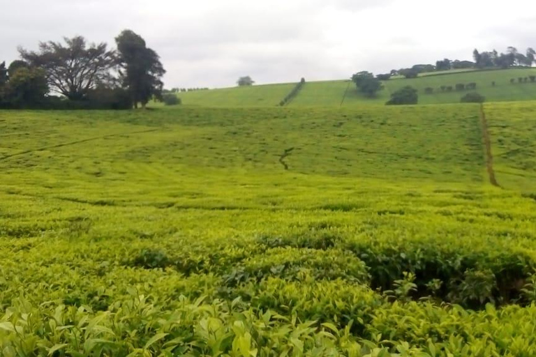 Excursão a uma fazenda de chá saindo de Nairóbi (Kiambethu)