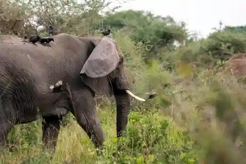 Ontdek onze beste 4-daagse Masai Mara safari vanuit Nairobi