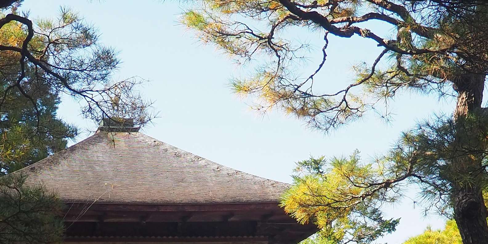 Kyoto experience — temples, geisha, bamboo grove — image 53