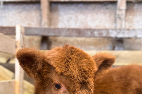 Edinburgh: Highland Cow Farm Experience with Transfer