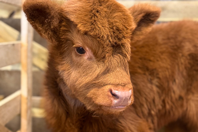 Edinburgh: Highland Cow Farm Experience with Transfer