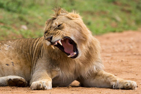 3 DÍAS PARQUE NACIONAL TSAVO EAST-KENYA