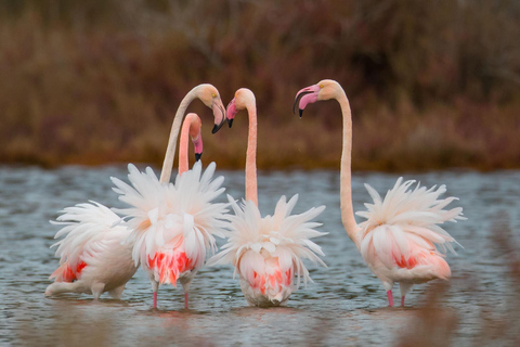 تيرانا: جولة إرشادية في منتزه دوريس وديفجاك-كارافاستا الوطنيتيرانا: جولة إرشادية في منتزه دوريس ود