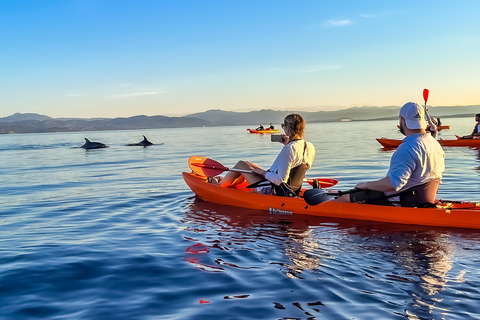 Golfo Aranci: Kayak Tour with Dolphins and Aperitif Morning Experience with Aperitif and Dolphins