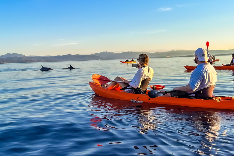 Golfo Aranci: Kayak Tour with Dolphins and Aperitif Morning Experience with Aperitif and Dolphins
