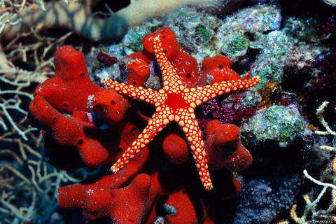 Zanzibar: SUP Tour i przystanek na lunch w restauracji The Rock