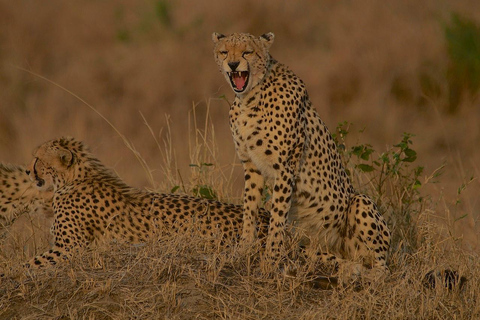 Safari privato con pernottamento a Masai MaraPernottamento Safari privato in sistemazione di lusso nel Masai Mara