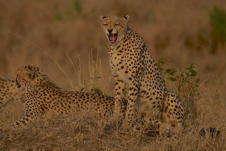 Övernattning Privat safari till Masai MaraPrivat safari med lyxigt boende i Masai Mara över natten